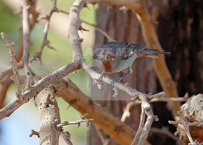 Tamarugo Conebill (Conirostrum tamarugense) in Chile. stock-image by Agami/Dani Lopez-Velasco,