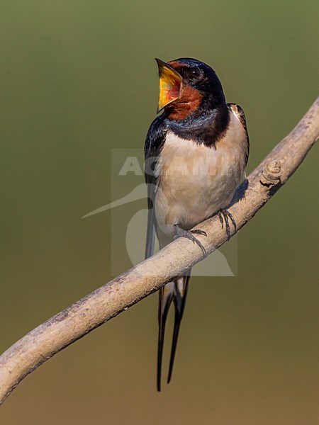 Boerenzwaluw zingend op tak, Barn Swallow singing on a branch stock-image by Agami/Daniele Occhiato,