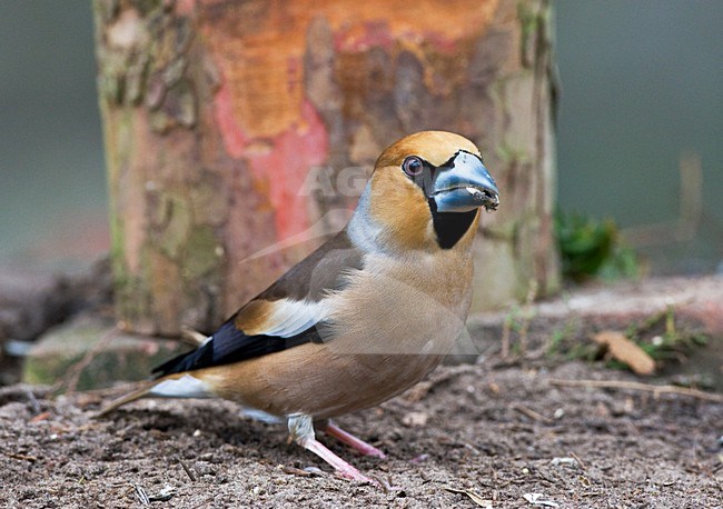 Appelvink zittend op grond met voer; Hawfinch perched on ground with food stock-image by Agami/Roy de Haas,