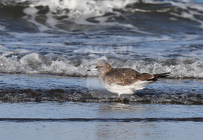 Immature Sooty Gull, Ichthyaetus hemprichii, along the coast in Oman. stock-image by Agami/Laurens Steijn,