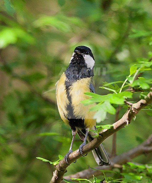 Koolmees zittend op tak; Great Tit perched on branch stock-image by Agami/Marc Guyt,