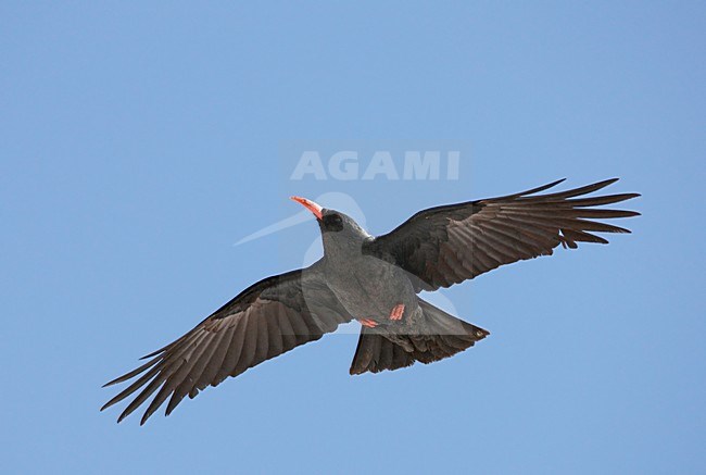 Alpenkraai in de vlucht; Red-billed Chough in flight stock-image by Agami/Markus Varesvuo,