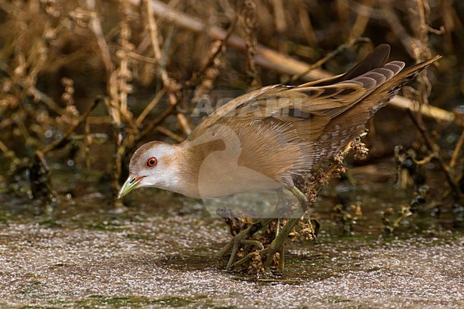 Klein Waterhoen; Little Crake; Porzana parva stock-image by Agami/Daniele Occhiato,