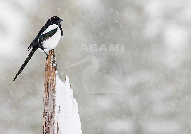 Ekster in de sneeuw; Eurasian Magpie in snow stock-image by Agami/Markus Varesvuo,