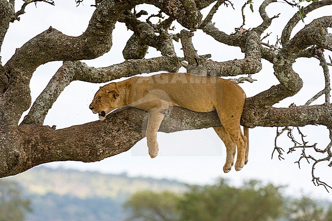 A lioness, Panthera leo, resting in a sausage tree, Kigalia africana. Seronera, Serengeti National Park, Tanzania stock-image by Agami/Sergio Pitamitz,