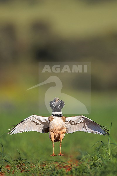 Front view of an adult male Little Bustard (Tetrax tetrax), displaying on a green field in the steppes of Spain) during spring stock-image by Agami/Rafael Armada,