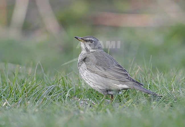 Wintering second calender year Black-throated Thrush (Turdus atrogularis) at Nivå in Denmark. stock-image by Agami/Helge Sorensen,