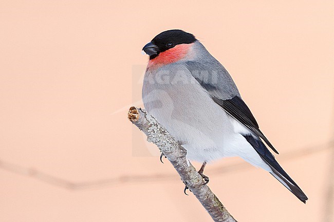 Male Eurasian Bullfinch, Pyrrhula pyrrhula griseiventris stock-image by Agami/Stuart Price,