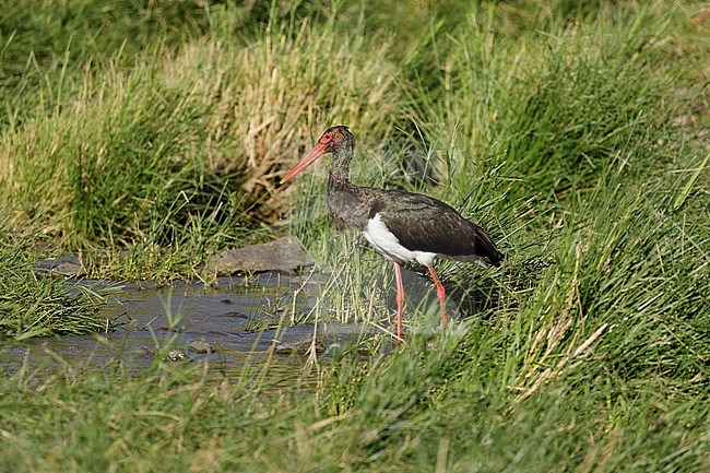 Zwarte Ooievaar in beekje, Black Stork in creek, stock-image by Agami/Walter Soestbergen,