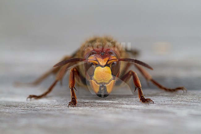 European Hornet (Vespa crabro) sitting on a wooden table in Poland. stock-image by Agami/Ralph Martin,