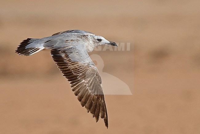 Audouin's Gull (Ichthyaetus audouinii) at Dakhla, Western Sahara stock-image by Agami/Eduard Sangster,