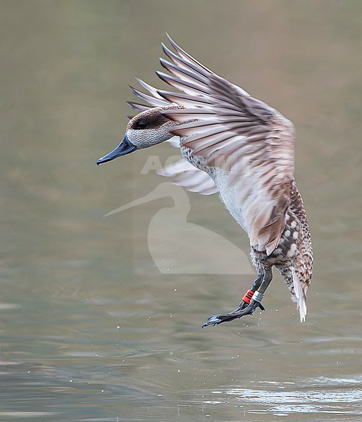 Marbled Teal (Marmaronetta angustirostris) in Spain. Also known as Marbled Duck. Part of a Spanish conservation project. Landing in front of the hide. stock-image by Agami/Marc Guyt,