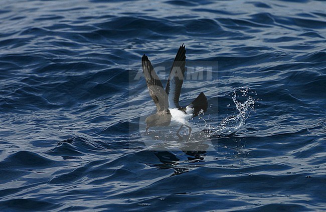 White-bellied Storm Petrel (Fregetta grallaria) at sea in the southern Atlantic ocean. stock-image by Agami/Marc Guyt,