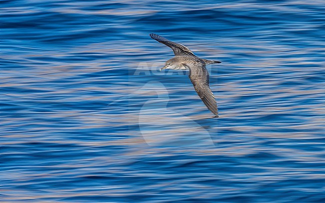 Cape Verde Shearwater (Calonectris edwardsii) flying off Sao Nicolau, Cape Verde. stock-image by Agami/Vincent Legrand,