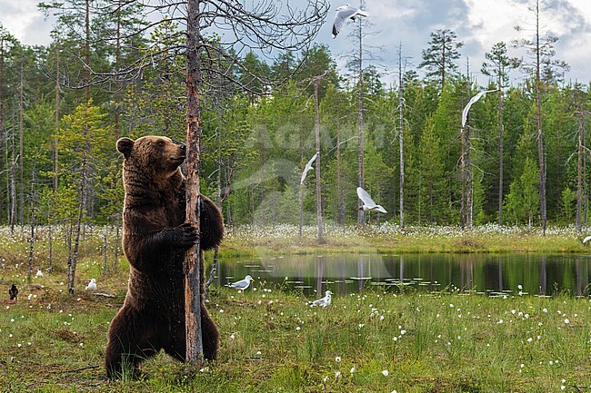 A European brown bear, Ursus arctos, marking its territory, Kuhmo, Finland. Finland. stock-image by Agami/Sergio Pitamitz,