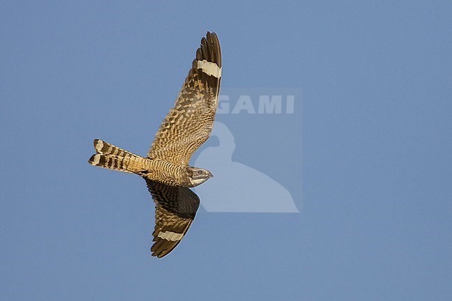 Adult male
Kern Co., CA
June 2005 stock-image by Agami/Brian E Small,