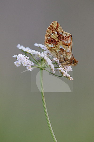 Napaea fritillary, also known as Mountain fritillary, resting on small plant in Mercantour in France. Sitting on top of a flower against a colored background. stock-image by Agami/Iolente Navarro,