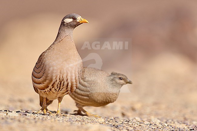 Sand Partridge (Ammoperdix heyi), male and female in the desert, Israel stock-image by Agami/Tomas Grim,