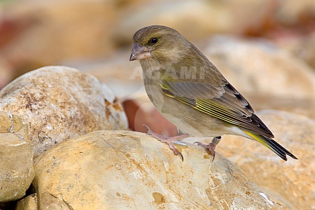 Onvolwassen mannetje Groenling; Immature European Greenfinch stock-image by Agami/Daniele Occhiato,