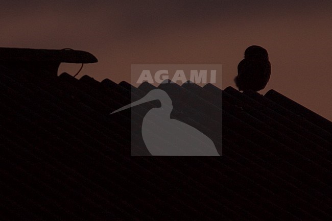 Little Owl perched on barn at twilight, Steenuil zittend op schuur tijdens schemering stock-image by Agami/Harvey van Diek,