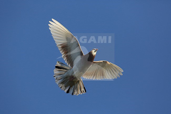 Stadsduif in vlucht, Feral Pigeon in flight stock-image by Agami/Chris van Rijswijk,