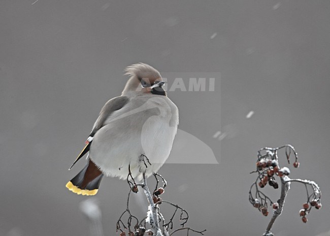 Bohemian Waxwing perched; Pestvogel zittend stock-image by Agami/Jari Peltomäki,