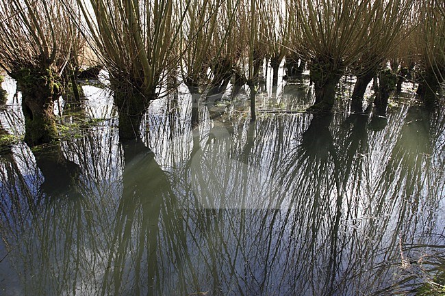 Submurged land with Willows; ondergelopen land Knotwilgen stock-image by Agami/Jacques van der Neut,