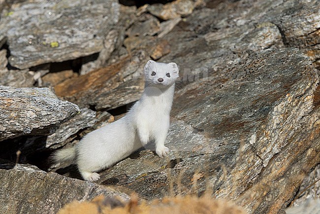 Stoat between rocks, Hermelijn tussen de rotsen stock-image by Agami/Alain Ghignone,