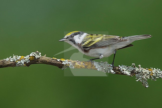 Adult male Chestnut-sided Warbler
Galveston Co., TX
April 2016 stock-image by Agami/Brian E Small,