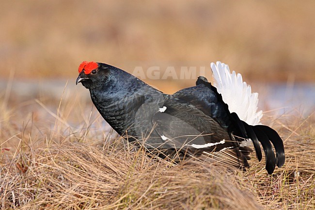 Korhoen mannetje baltsend , Black Grouse male displaying stock-image by Agami/Chris van Rijswijk,