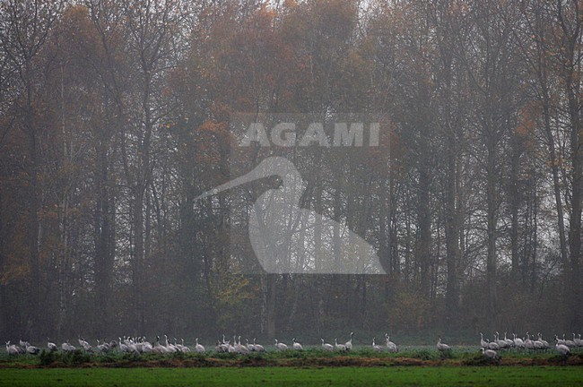 Kraanvogels in Diepholz; Common Cranes in Diepholz stock-image by Agami/Jacques van der Neut,