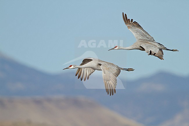 Sandhill Crane (Grus canadensis) flying at the Bosque del Apache wildlife refuge near Socorro, New Mexico, USA. stock-image by Agami/Glenn Bartley,