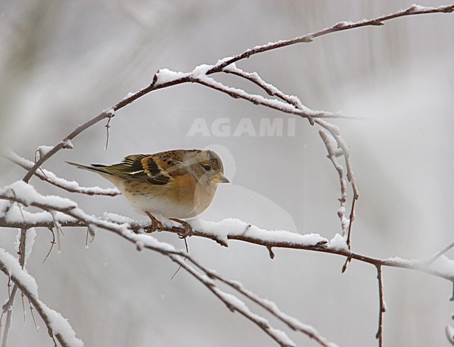 Brambling perched on snow covered branch; Keep zittend op besneeuwde tak stock-image by Agami/Arie Ouwerkerk,