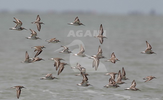 Flock of Kentish Plovers (Charadrius alexandrinus) in flight at Pak Thale, Thailand. Flock includes Broad-billed Sandpipers. stock-image by Agami/Helge Sorensen,