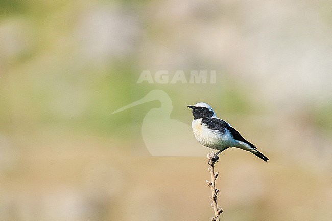 Male Eastern Black-eared Wheatear (oenanthe melanoleuca) during spring near breeding site on Lesvos, Greece. Perched on a twig, side view. stock-image by Agami/Marc Guyt,