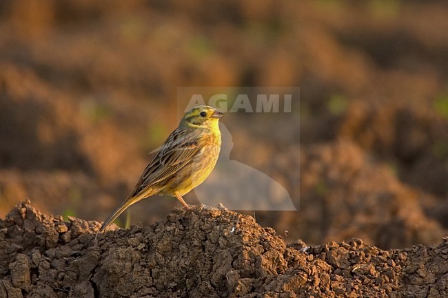 Geelgors man op akker; Yellowhammer male on field stock-image by Agami/Harvey van Diek,