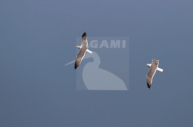 Steppe Gull - Barabamöwe - Larus barabensis, Oman, adult with Heuglin's Gull stock-image by Agami/Ralph Martin,