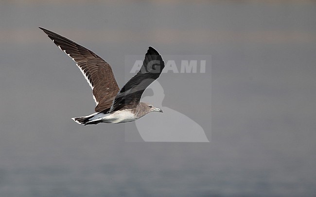 Sooty Gull (Ichthyaetus hemprichii) in flight at Dibba Harbor, UAE stock-image by Agami/Helge Sorensen,