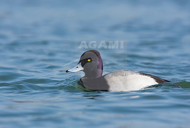 Lesser Scaup, Kleine Topper, Aythya affinis, France, adult male stock-image by Agami/Ralph Martin,