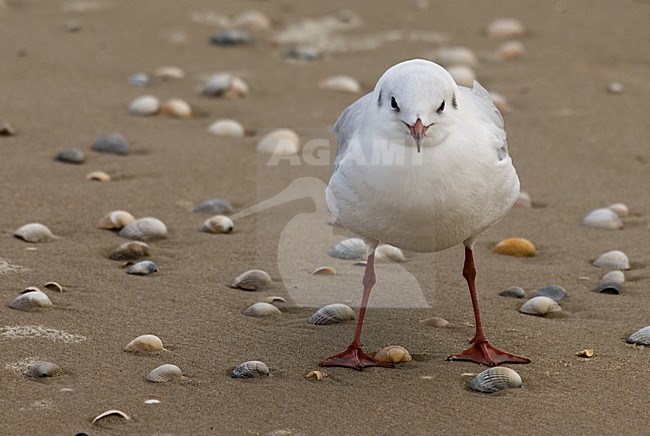 Kokmeeuw in winterkleed; Common Black-headed Gull in winterplumage stock-image by Agami/Han Bouwmeester,