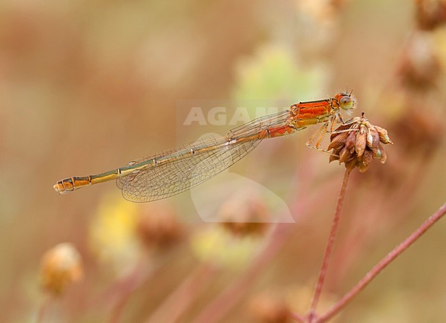 Imago Tengere grasjuffer; Adult Small Bluetail; Adult Scarce Blue-tailed Damselfly stock-image by Agami/Fazal Sardar,