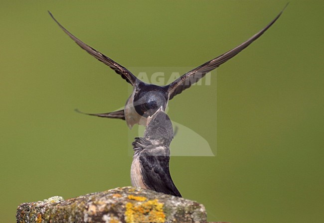 Boerenzwaluw voert jong; Barn Swallow feeding young stock-image by Agami/Reint Jakob Schut,