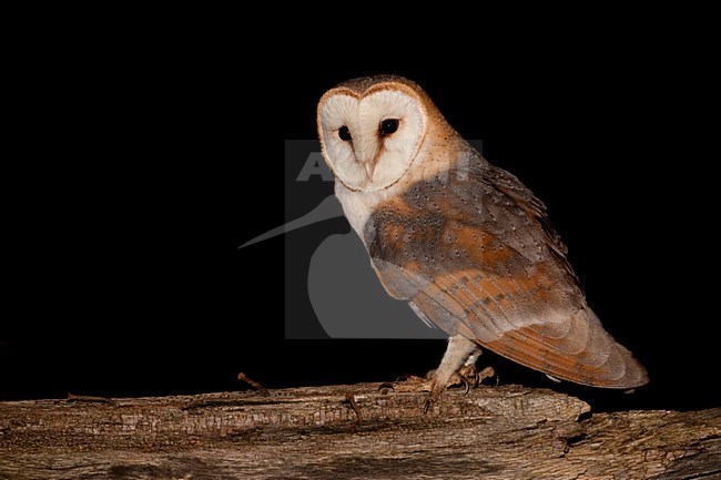 Kerkuil in schuur; Barn Owl in a barn stock-image by Agami/Han Bouwmeester,