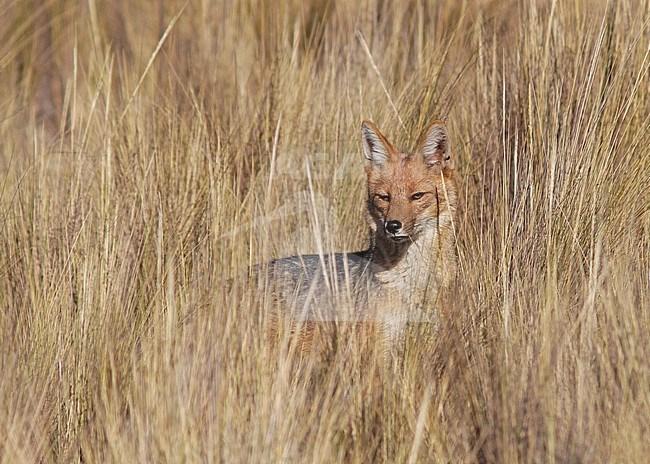 Culpeo or Andean Fox in vegetation stock-image by Agami/Pete Morris,