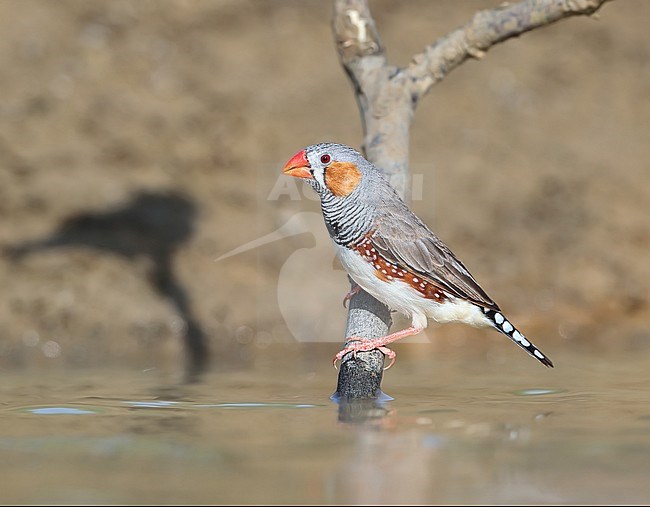 Adult male Australian Zebra Finch (Taeniopygia castanotis) at Long Waterhole in Winton, Queensland, Australia. Just above the water surface. stock-image by Agami/Aurélien Audevard,