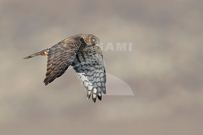 Adult female Northern Harrier (Circus hudsonius) in flight showing upper wing.
Riverside Co., CA
November 2016 stock-image by Agami/Brian E Small,