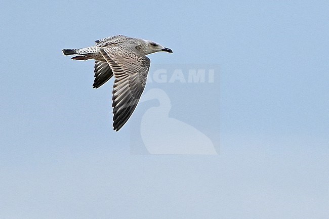 First-winter Mongolian Gull (Larus vegae mongolicus) during autumn migration in Mongolia. Subspecies of Vega Gull. stock-image by Agami/Dani Lopez-Velasco,