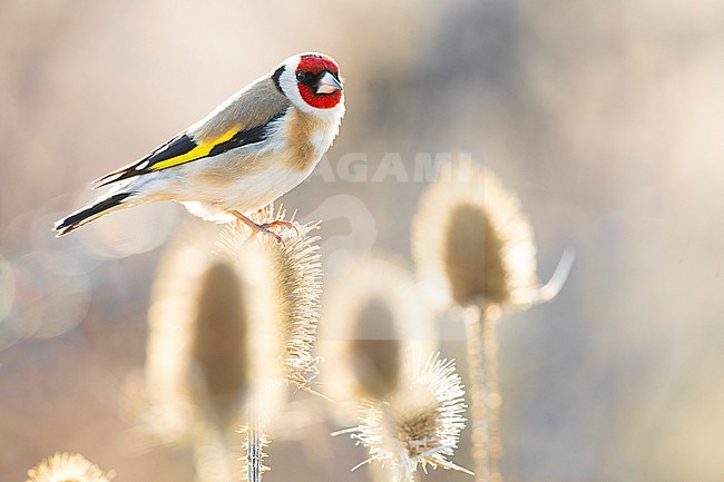 Eurasian Goldfinch (Carduelis carduelis) in Italy. stock-image by Agami/Daniele Occhiato,