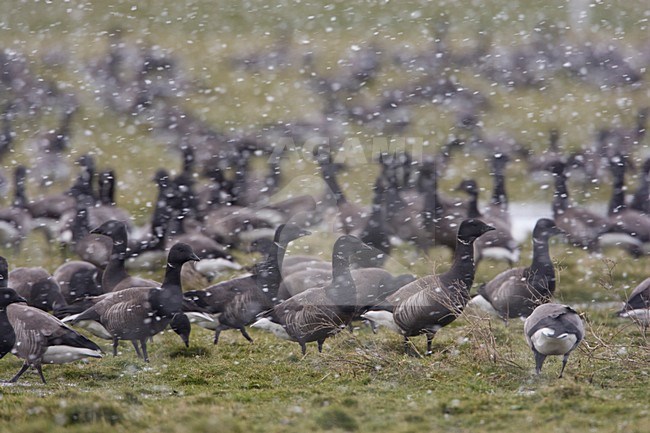 Groep Rotganzen in de sneeuw; Group of Dark-bellied Brent Geese in snow storm stock-image by Agami/Arie Ouwerkerk,