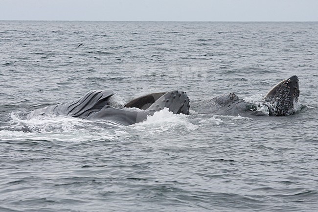 Bultruggen aan de oppervlakte, Humpback whales at the surface stock-image by Agami/Martijn Verdoes,